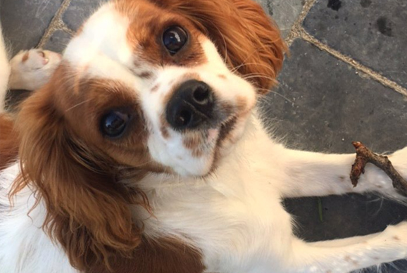 Labrador cavalier king best sale charles
